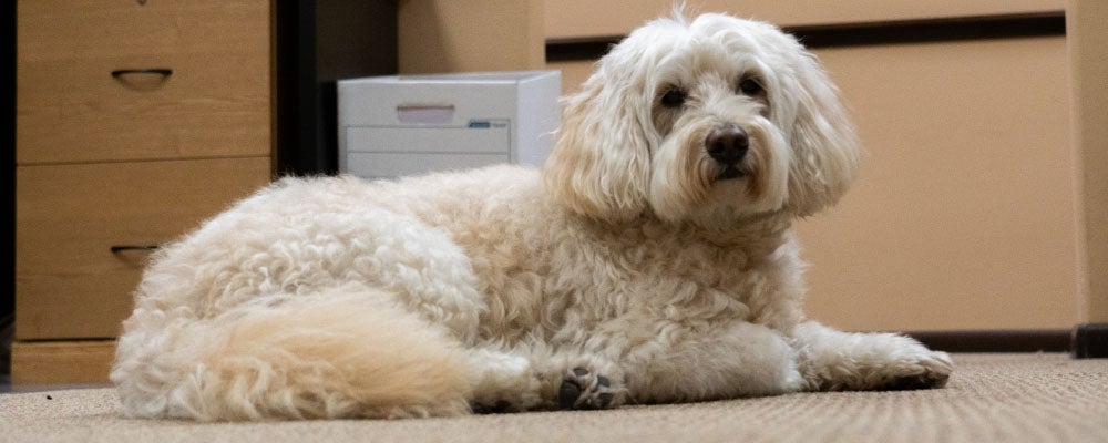 Morris Law Group in Brooksville FL